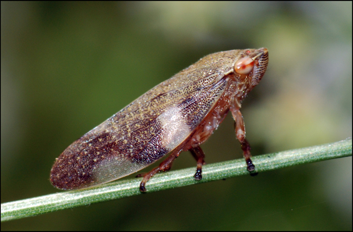 cicadella ? Aphrophoridae: Aphrophora alni dell''Emilia (MO)